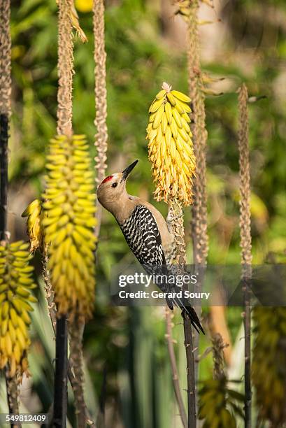 gila woodpecker male feeding on a flower - 2be3 stock pictures, royalty-free photos & images