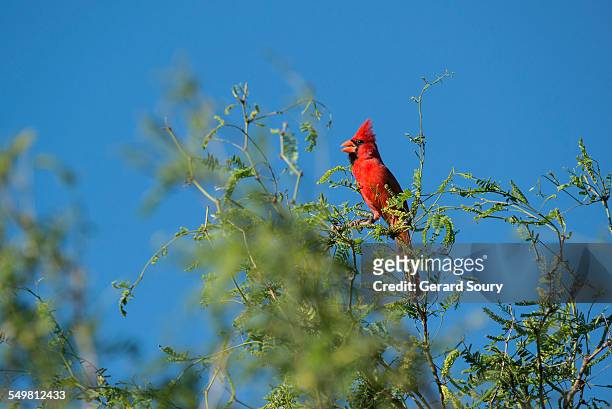 northern cardinal male singing on a treetop - blue cardinal bird imagens e fotografias de stock