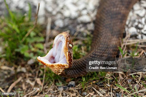 adult western cottonmouth in defensive posture - cottonmouth snake stock pictures, royalty-free photos & images