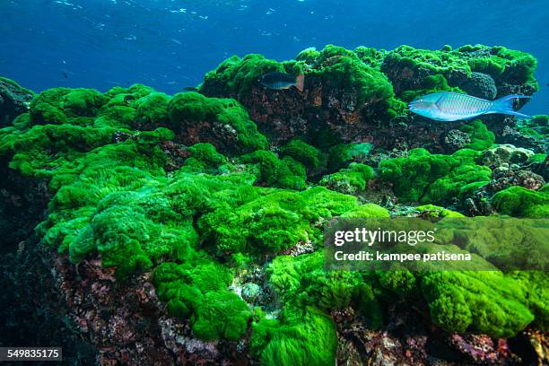 parrotfish on algae bed, thailand - îles similan photos et images de collection