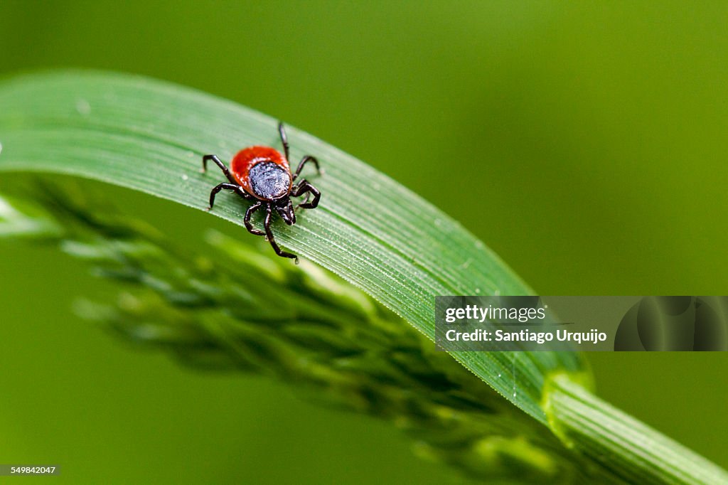 Macro of a tick on an herb