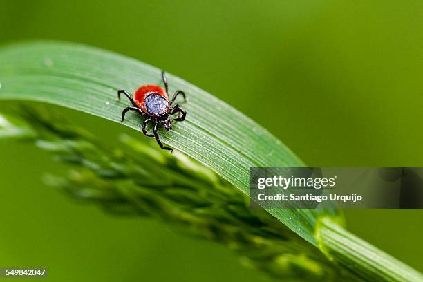 macro of a tick on an herb - tick imagens e fotografias de stock