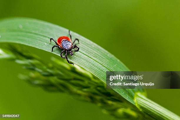 macro of a tick on an herb - fästing djur bildbanksfoton och bilder