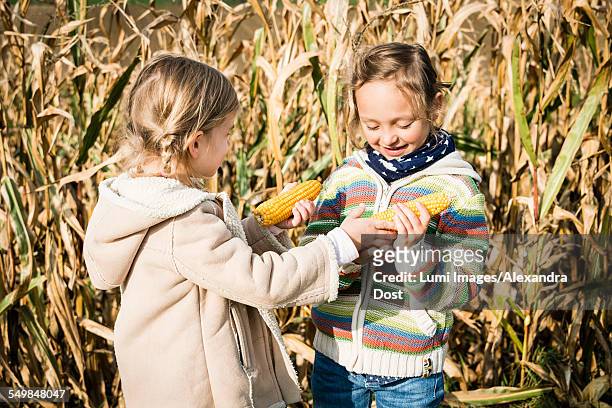 two girls in maize field holding corn on the cob - alexandra dost stock-fotos und bilder