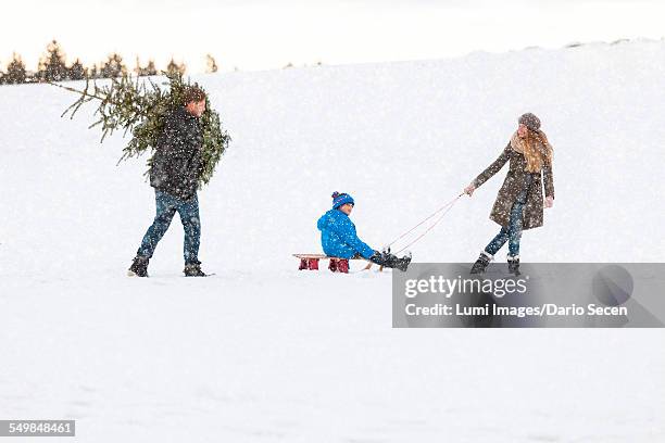 family carries the perfect christmas tree in snowy landscape - european best pictures of the day december 7 2012 stock pictures, royalty-free photos & images