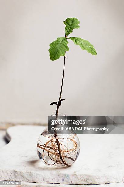 tiny oak growing from acorn in a glass jar - acorn stock pictures, royalty-free photos & images