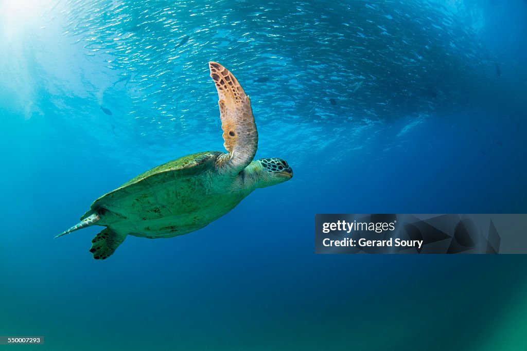 GREEN SEA TURTLE and a school of treval