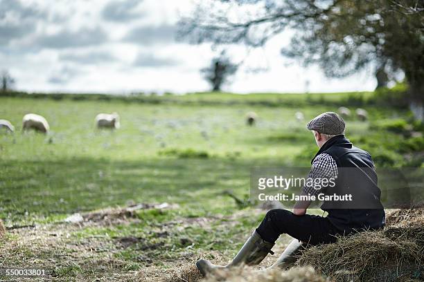 young farmer sat on hay bale watching his sheep - norfolk england stockfoto's en -beelden