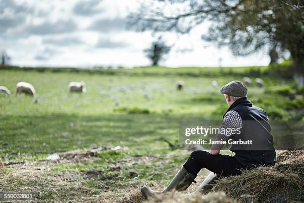 young farmer sat on hay bale watching his sheep - norfolk england imagens e fotografias de stock