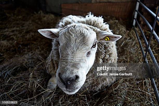 close up portrait of a large ram laying in hay - ram animal 個照片及圖片檔