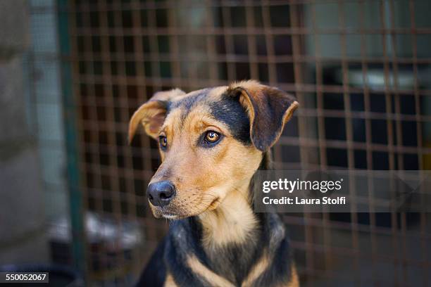 beautiful young stray dog sits in the sun - dog pound stock pictures, royalty-free photos & images