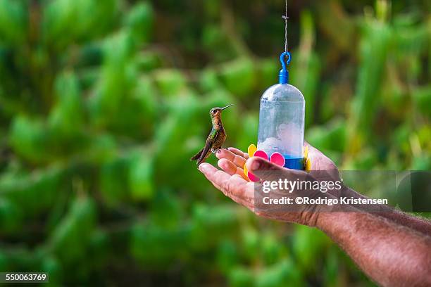 hummingbird and man - colibrí de pico espada fotografías e imágenes de stock