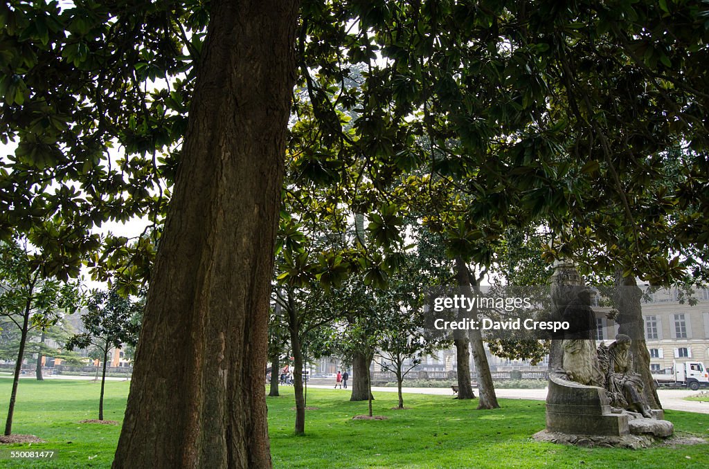 Alley of plane trees