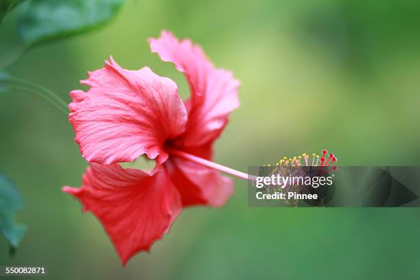 red hibicus flower, dong nai, vietnam. - hibicus stockfoto's en -beelden