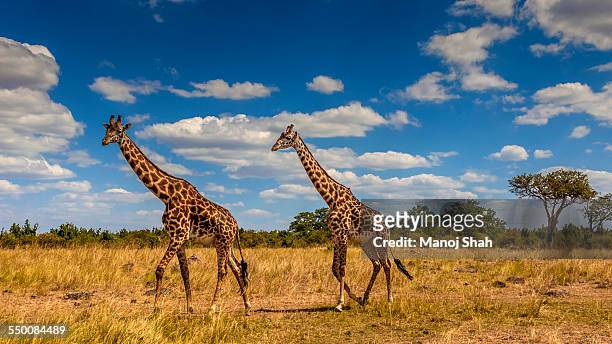 giraffes walking across the savanna - masai mara national reserve stock-fotos und bilder