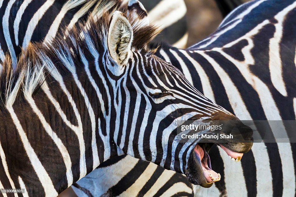 The Zebra at the crossing, brays with eyes closed