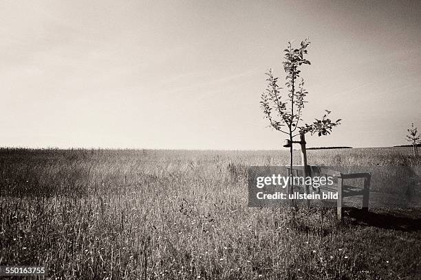 Bench at a freshly planted fruit tree on a meadow