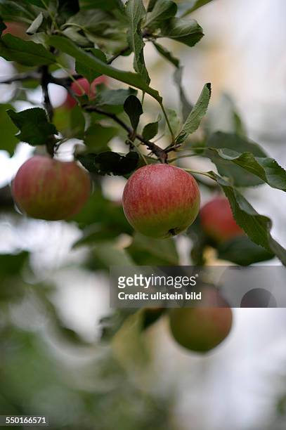 Reife Äpfel hängen an einem Apfelbaum auf der Wibyer Strasse in Berlin