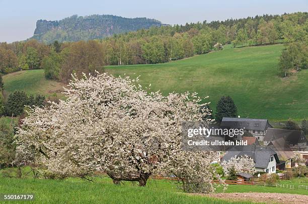 Ein blühender Obstbaum am Ortsrand von Pfaffendorf in der Sächsischen Schweiz. Im Hintergrund der Lilienstein.