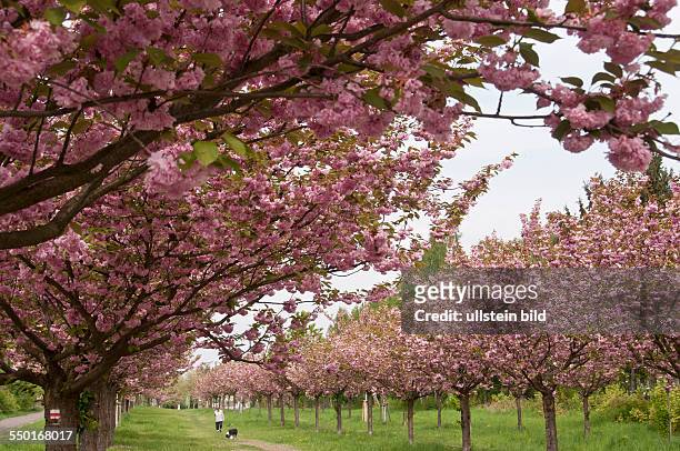 Die Kirschblütenallee auf dem ehemaligen Grenzstreifen in Teltow . Aus Freude über den Fall der Mauer im November 1989 rief ein japanischer...