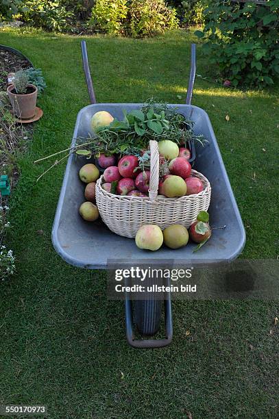 Äpfel und verschiedene Kräuter liegen in einem korb - Apfelernte in einem Berliner Schrebergarten