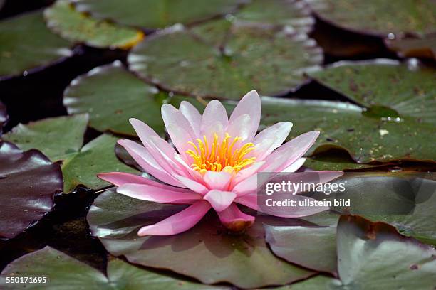 Waterlily in a garden pond