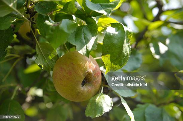 Äpfel hängen an einem Apfelbaum in einem Berliner Schrebergarten