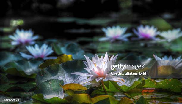 Waterlilies in a garden pond