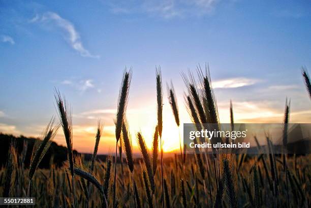 Sonnenaufgang über einem Weizenfeld