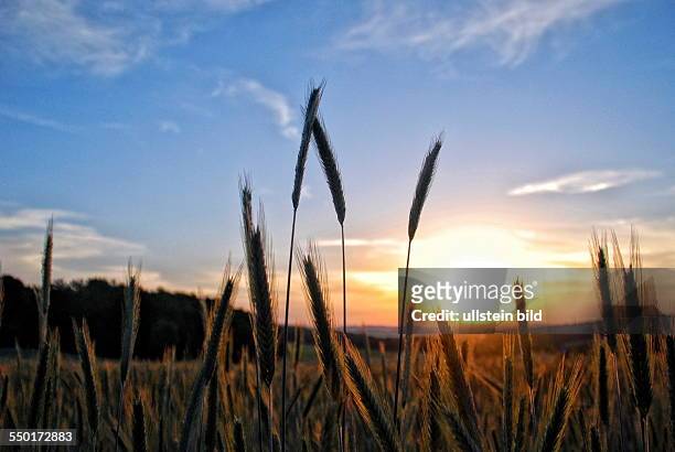 Sonnenaufgang über einem Weizenfeld