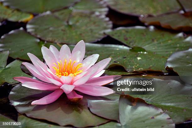 Waterlily in a garden pond