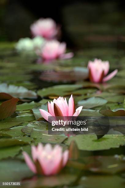 Waterlilies in a garden pond