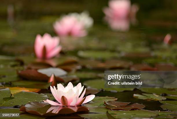 Waterlilies in a garden pond