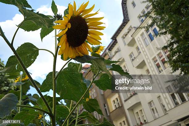 Sonnenblume vor einem Wohnhaus in der Ahlbecker Straße in Berlin-Prenzlauer Berg