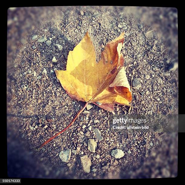 Laubblatt - Herbst in Berlin