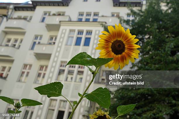 Sonnenblume vor einem Wohnhaus in der Ahlbecker Straße in Berlin-Prenzlauer Berg