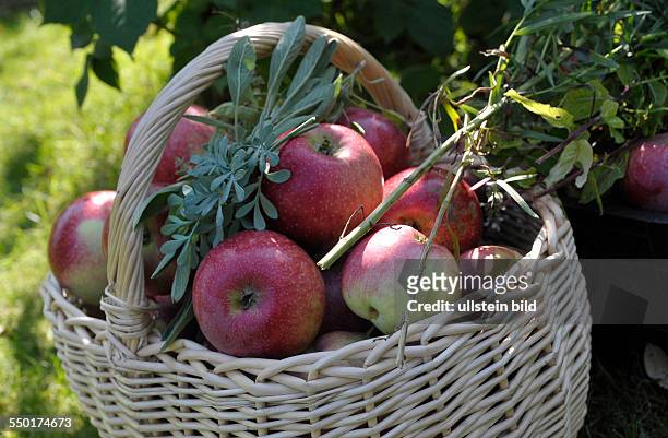 Äpfel und verschiedene Kräuter liegen in einem Korb - Apfelernte in einem Berliner Schrebergarten