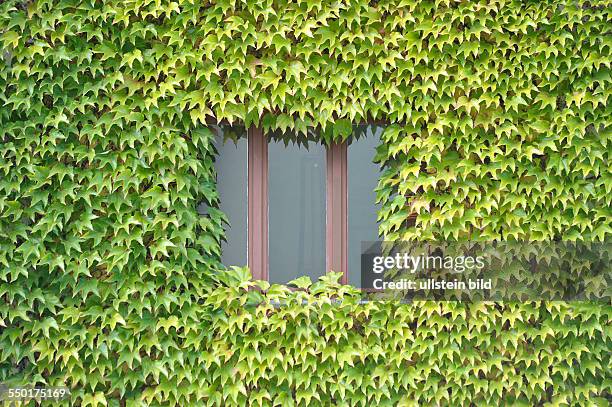 Weinlaub umrankt ein Fenster eines Wohnhauses in der Varnhagenstrasse in Berlin-Prenzlauer Berg