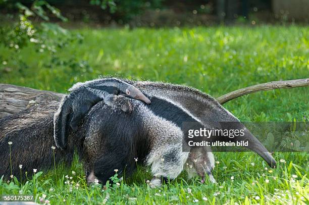Großer Ameisenbär im Berliner Zoo. Das am geborene Weibchen wurde von den Tierpflegern "Evita" genannt.