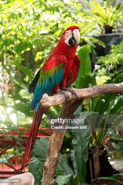 Red Macaw, Butterfly Park and Insect Kingdom, on Sentosa Island, Singapore, 01.03.13
