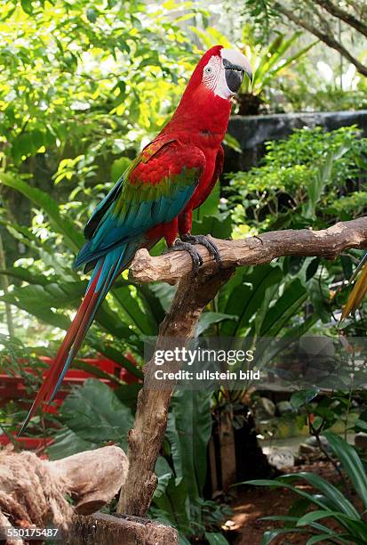 Red Macaw, Butterfly Park and Insect Kingdom, on Sentosa Island, Singapore, 01.03.13