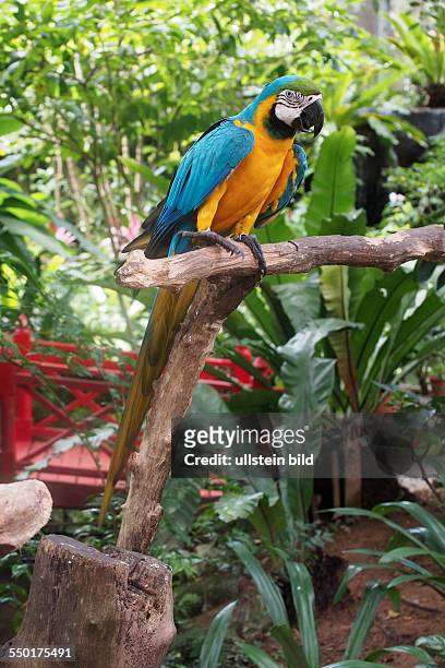 Blue and gold Macaw, Butterfly Park and Insect Kingdom, on Sentosa Island, Singapore, 01.03.13