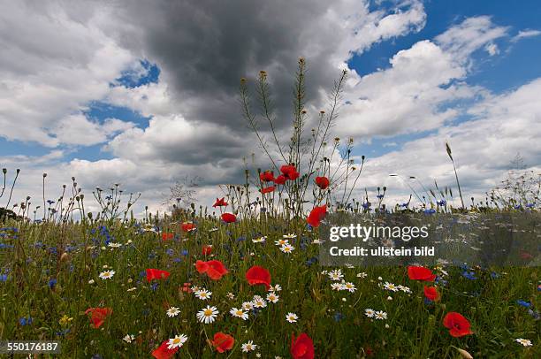 Tief ziehen Wolken über die Felder am Ortsrand von Blumberg . Am Feldrand stehen blühende Feldblumen, wie Mohn, Kornblumen und Margariten.