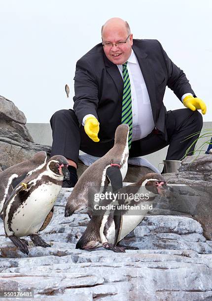 Bundesumweltminister Peter Altmaier fuettert Humboldt-Pinguine im Ozeaneum Stralsund. Altmaier wurde waehrend seines Besuches der Pate fuer das...