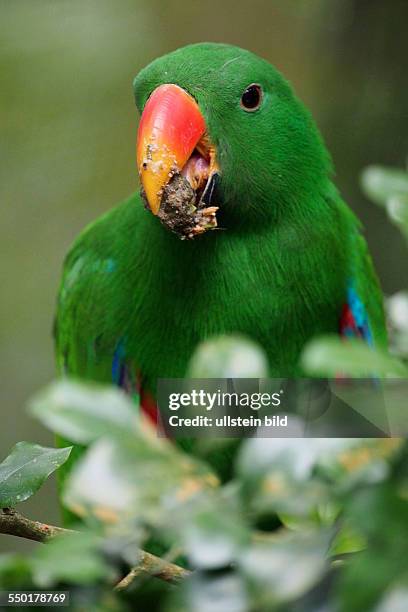 Green Parrot at the Zoo, Singapore, 24.02.13