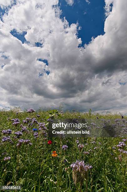 Tief ziehen Wolken über die Felder am Ortsrand von Blumberg . Am Feldrand stehen blühende Feldblumen, wie Mohn, Kornblumen und Margariten.