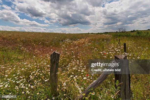 Tief ziehen Wolken über die Felder am Ortsrand von Blumberg . Am Feldrand stehen blühende Feldblumen, wie Mohn, Kornblumen und Margariten.