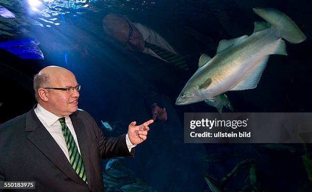 Bundesumweltminister Peter Altmaier betrachtet einen Pollack im Tunnelaquarium des Ozeaneums Stralsund. Altmaier informierte sich waehrend seines...
