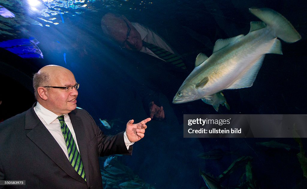 Bundesumweltminister Peter Altmaier (CDU) besucht Ozeaneum