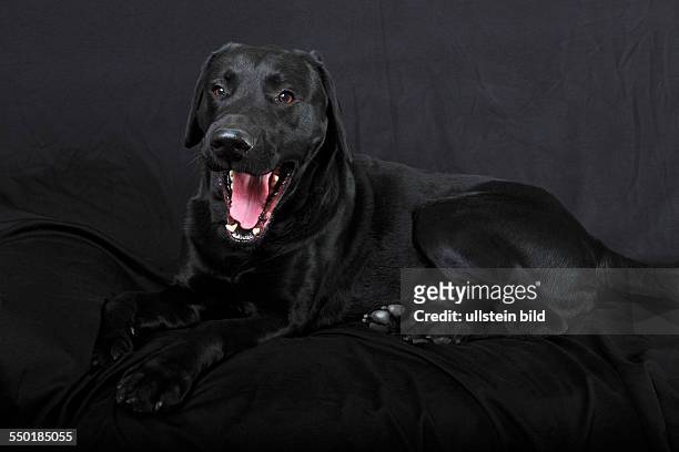 Black Labrador Retriever dog ,yawning, male, portrait, domestic dog